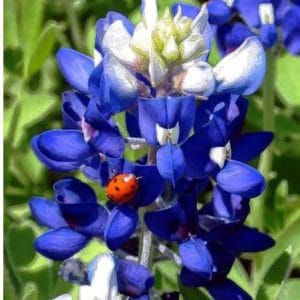lupino texano azul 10 sementes 2 5 e1496336020201