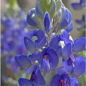 lupino texano azul 10 sementes 2 e1496336090709