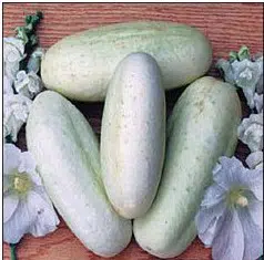 pepino branco 20 sementes 2 2 e1496340749570