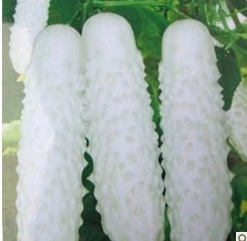 Pepino Branco: 20 Sementes