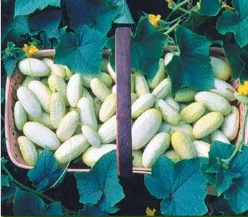 pepino branco 20 sementes 7602 e1496340813512