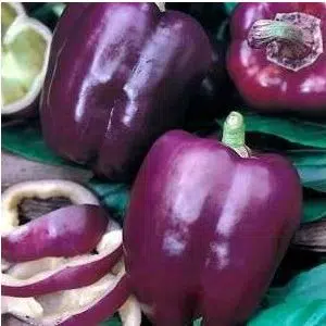 pimentao roxo 10 sementes 2 2 e1496339732638