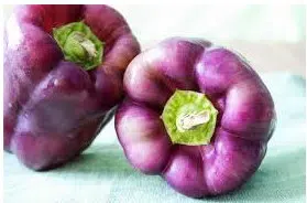 pimentao roxo 10 sementes 2 4 e1496339792125