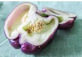 pimentao roxo 10 sementes 2 6 e1496339850295