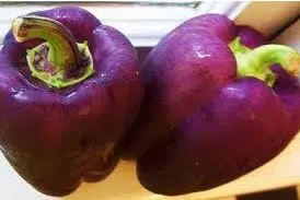 pimentao roxo 10 sementes 2 7 e1496339878507