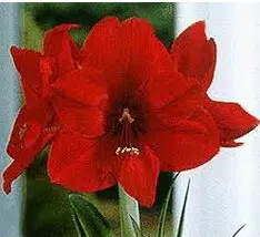 amarilis sortidas 10 bulbos promocao compre 10 e pague 8 2 2 e1496328767249