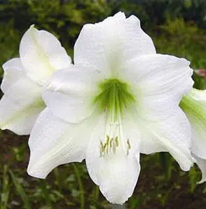 amarilis sortidas 10 bulbos promocao compre 10 e pague 8 2 3 e1496328866805