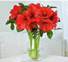 amarilis sortidas 10 bulbos promocao compre 10 e pague 8 2 4 e1496328891107