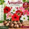 Amarílis sortidas com 10 bulbos em cores variadas