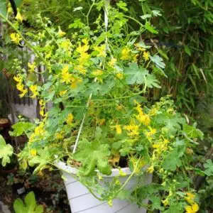 canary bird trepadeira 5 sementes 2 4 e1496329125113