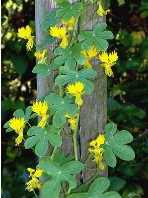 canary bird trepadeira 5 sementes 2 5 e1496329098874