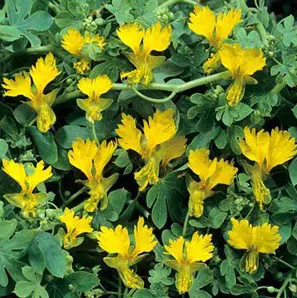 canary bird trepadeira 5 sementes 2 6 e1496329069365