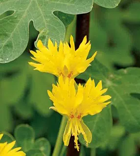 canary bird trepadeira 5 sementes 2 7 e1496329044354