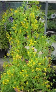 canary bird trepadeira 5 sementes 2 8 e1496329017654