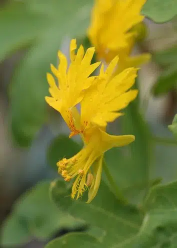 canary bird trepadeira 5 sementes 2 e1496329209186