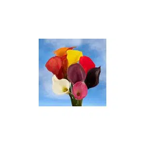 copo de leite sortido 10 bulbos promocao compre 10 e pague 8 2