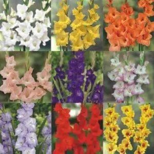 gladiolos sortidos 60 bulbos promocao compre 60 bulbos e pague 48 2 2 e1496328394818