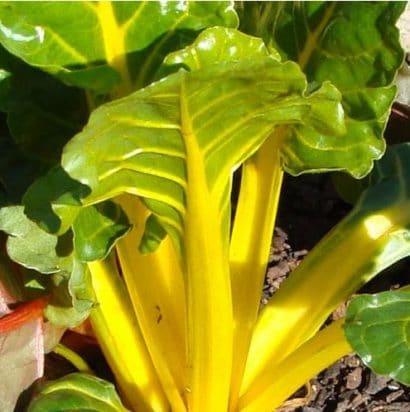 Sementes de Acelga Canary: 50 Sementes - Só Flor Sementes