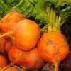beterraba golden laranja 20 sementes 6501 e1496368007504