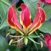 bulbo de flor gloriosa 3840 e1496368725541