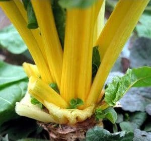 Sementes de Acelga Canary: 50 Sementes - Só Flor Sementes