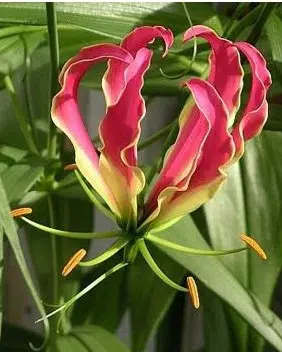 comprar bulbo de flor gloriosa 2 2 e1496368651349