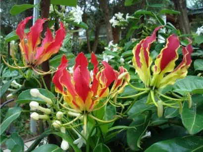 comprar bulbo de flor gloriosa 2 4 e1496368600118