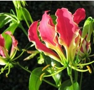 comprar bulbo de flor gloriosa 2 5 e1496368580490