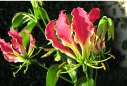 comprar bulbo de flor gloriosa 2 5 e1496368580490