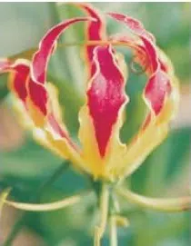 comprar bulbo de flor gloriosa 2 6 e1496368556850