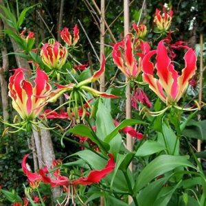 comprar bulbo de flor gloriosa 2 e1496368699560