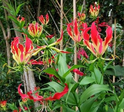 comprar bulbo de flor gloriosa 2 e1496368699560