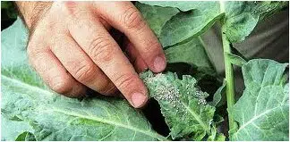 comprar inseticida para plantas liquido dimy 20ml 2 2 e1496344315459