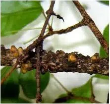 comprar inseticida para plantas liquido dimy 20ml 2 3 e1496344296459