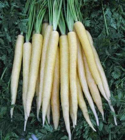comprar sementes cenoura branca lunar 2 3 e1496345906230