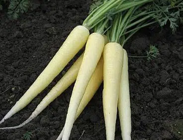 comprar sementes cenoura branca lunar 2 e1496345968142