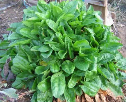 comprar sementes de azedinha planta 2 e1496365960973