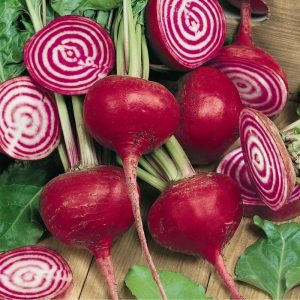 comprar sementes de beterraba listrada chioggia 15 sementes 2 2