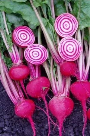 comprar sementes de beterraba listrada chioggia 15 sementes 2 5 e1496368364300