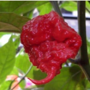 comprar sementes de carolina reaper pimenta mais forte do mundo www sementerara com br 2 10 e1494730203436