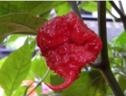 comprar sementes de carolina reaper pimenta mais forte do mundo www sementerara com br 2 10 e1494730203436