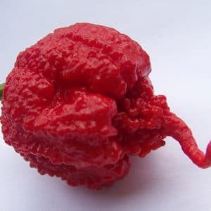 comprar sementes de carolina reaper pimenta mais forte do mundo www sementerara com br 2 2 e1496369138597