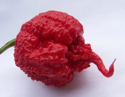 comprar sementes de carolina reaper pimenta mais forte do mundo www sementerara com br 2 2 e1496369138597