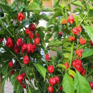 comprar sementes de carolina reaper pimenta mais forte do mundo www sementerara com br 2 4 e1494730252713