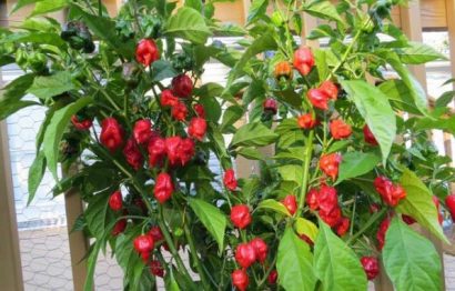 comprar sementes de carolina reaper pimenta mais forte do mundo www sementerara com br 2 4 e1494730252713