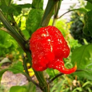 comprar sementes de carolina reaper pimenta mais forte do mundo www sementerara com br 2 5 e1496369085187