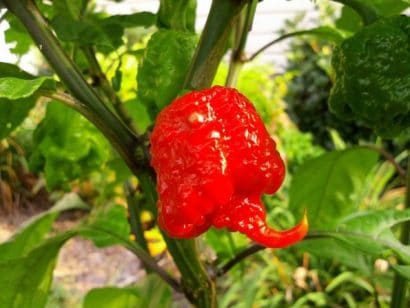 comprar sementes de carolina reaper pimenta mais forte do mundo www sementerara com br 2 5 e1496369085187