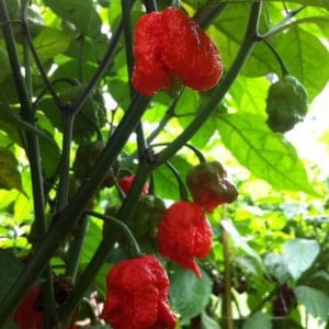 comprar sementes de carolina reaper pimenta mais forte do mundo www sementerara com br 2 6 e1496369048615