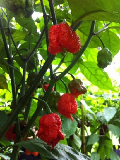 comprar sementes de carolina reaper pimenta mais forte do mundo www sementerara com br 2 6 e1496369048615