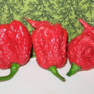 comprar sementes de carolina reaper pimenta mais forte do mundo www sementerara com br 2 7 e1496369016764